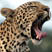 Leopard Yawn
